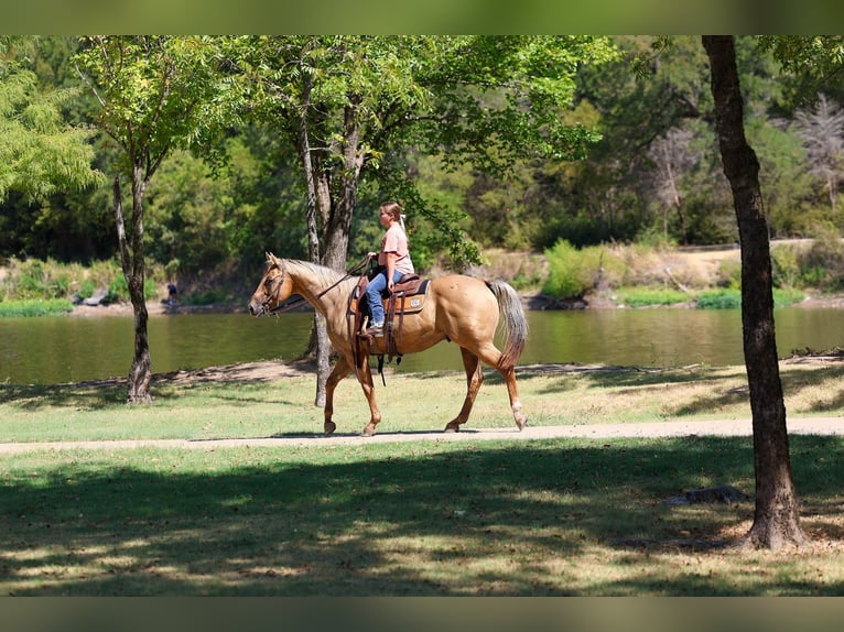 Quarter horse américain Hongre 11 Ans Palomino in Forney