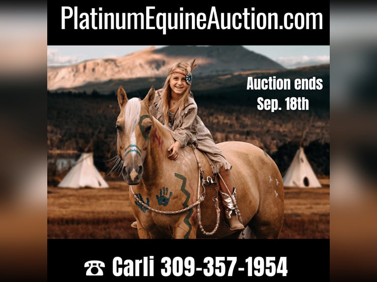 Quarter horse américain Hongre 11 Ans Palomino in Lewistown IL