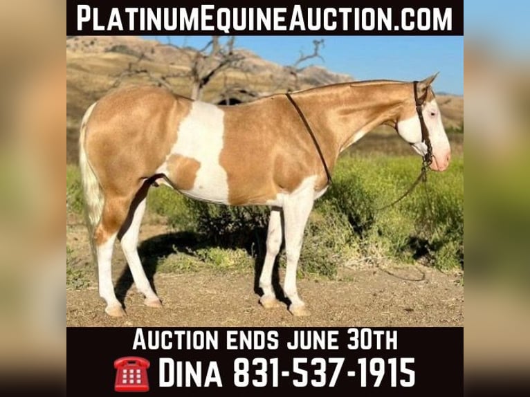 Quarter horse américain Hongre 11 Ans Palomino in PAICINES, CA