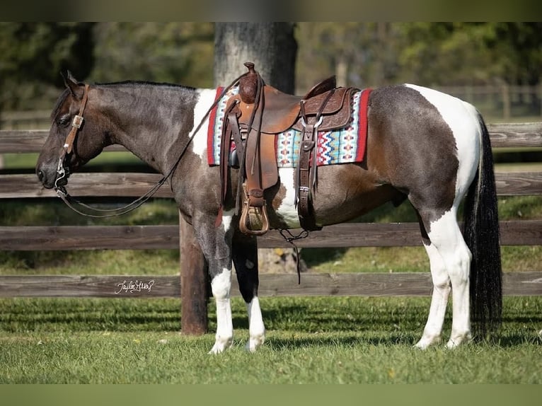 Quarter horse américain Hongre 11 Ans in Madisonville, KY