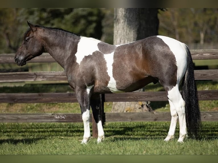 Quarter horse américain Hongre 11 Ans in Madisonville, KY