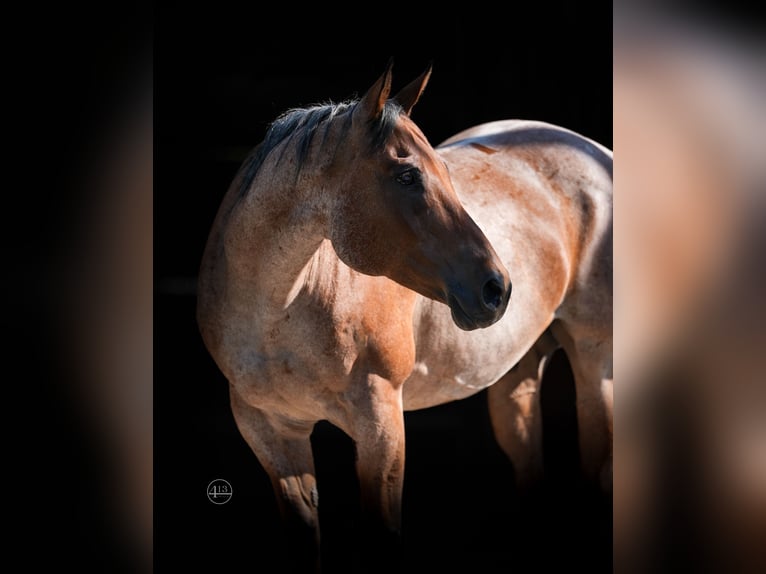 Quarter horse américain Hongre 11 Ans Roan-Bay in Weatherford TX