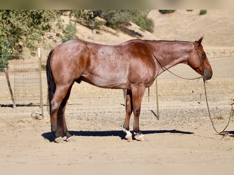Quarter horse américain Hongre 11 Ans Roan-Bay in Tres Pinos
