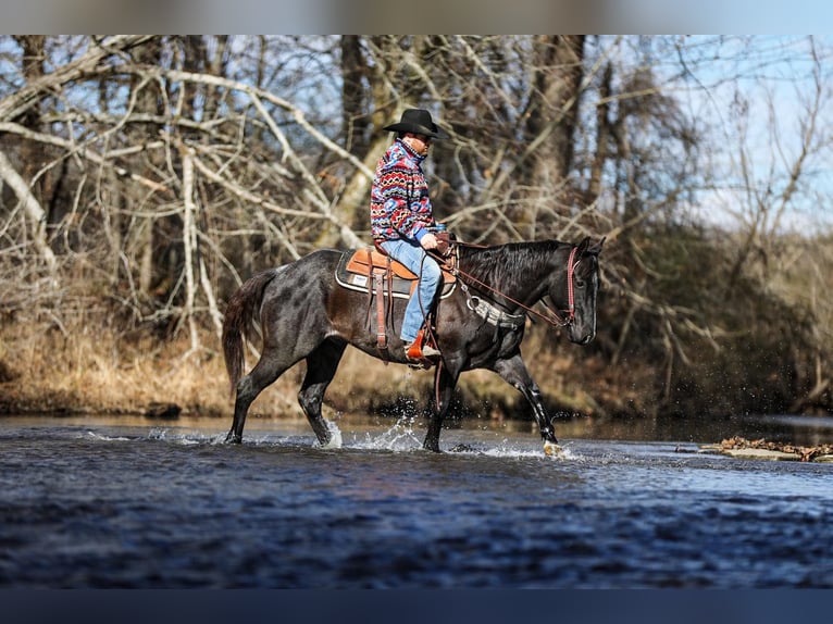 Quarter horse américain Hongre 11 Ans Rouan Bleu in Santa Fe TN