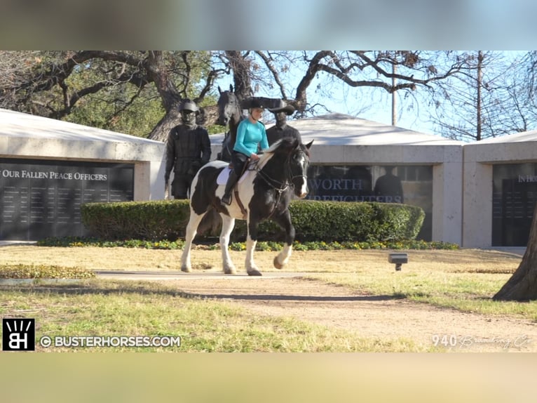 Quarter horse américain Hongre 11 Ans Tobiano-toutes couleurs in Weatherford TX