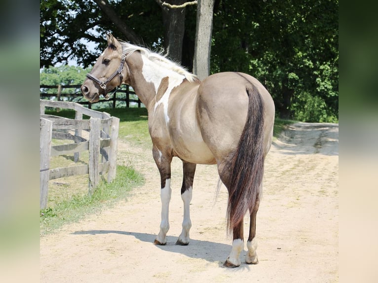 Quarter horse américain Hongre 11 Ans Tobiano-toutes couleurs in Highland MI