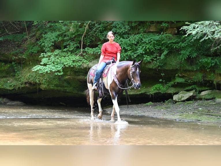 Quarter horse américain Hongre 11 Ans Tobiano-toutes couleurs in Millersburg OH