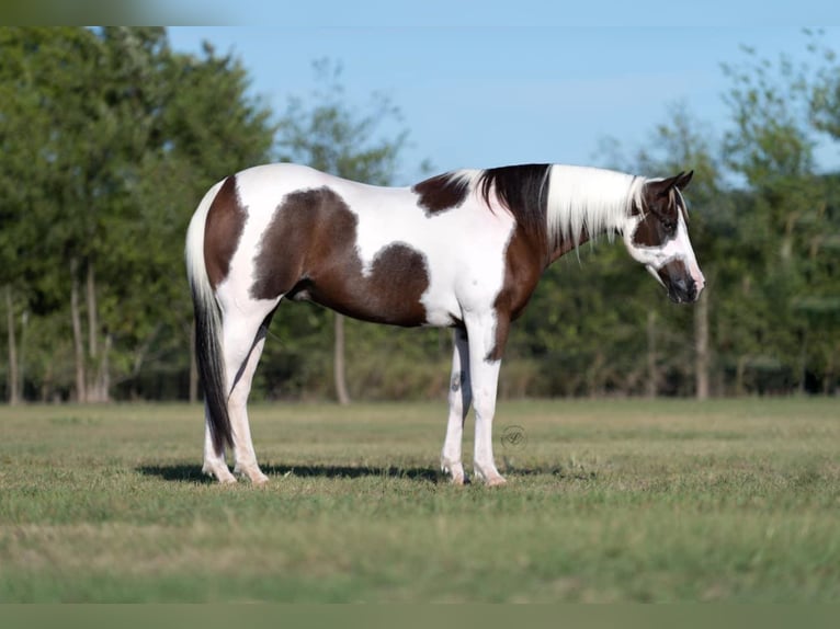 Quarter horse américain Hongre 11 Ans Tobiano-toutes couleurs in Raveena, TX