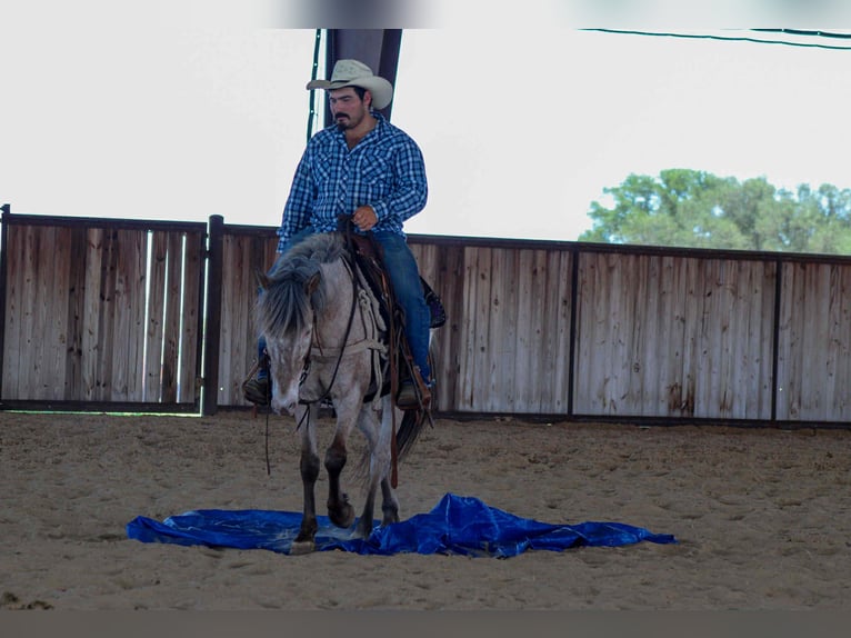 Quarter horse américain Hongre 11 Ans in Stephenville TX