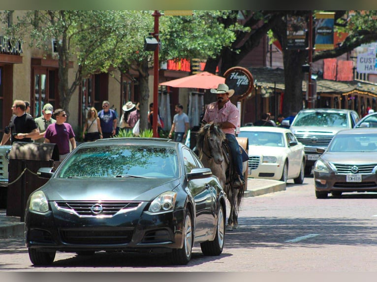 Quarter horse américain Hongre 11 Ans in Stephenville TX