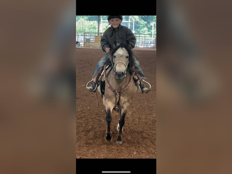 Quarter horse américain Hongre 12 Ans 122 cm Buckskin in Brierfield AL