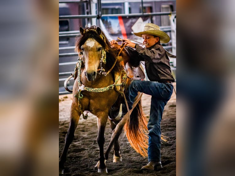 Quarter horse américain Hongre 12 Ans 122 cm Buckskin in Brierfield AL