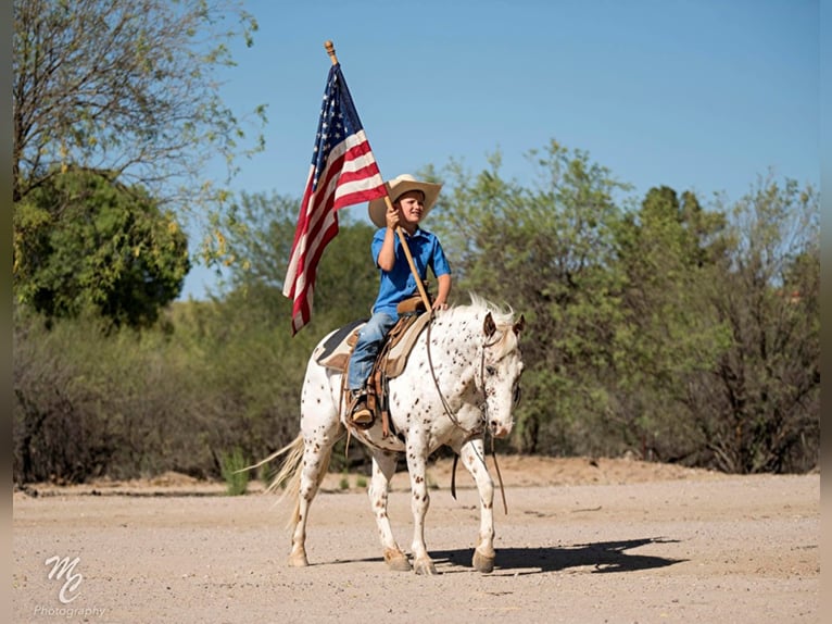 Quarter horse américain Hongre 12 Ans 130 cm Rouan Rouge in Wickenburg, AZ