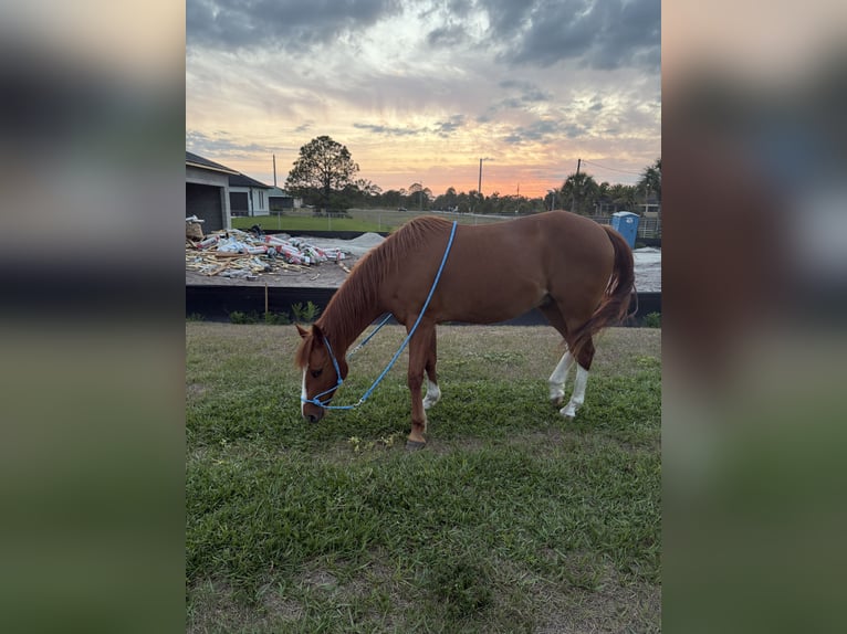 Quarter horse américain Croisé Hongre 12 Ans 132 cm Alezan in Naples