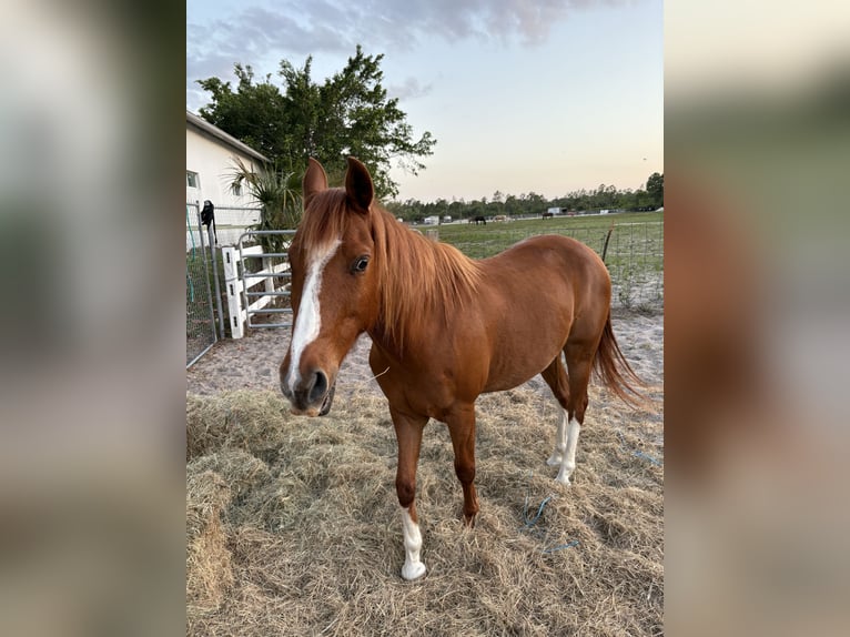 Quarter horse américain Croisé Hongre 12 Ans 132 cm Alezan in Naples