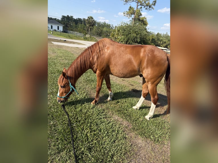Quarter horse américain Croisé Hongre 12 Ans 132 cm Alezan in Naples