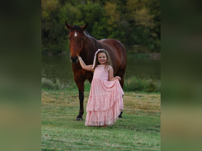 Quarter horse américain Hongre 12 Ans 140 cm Bai cerise in Forney