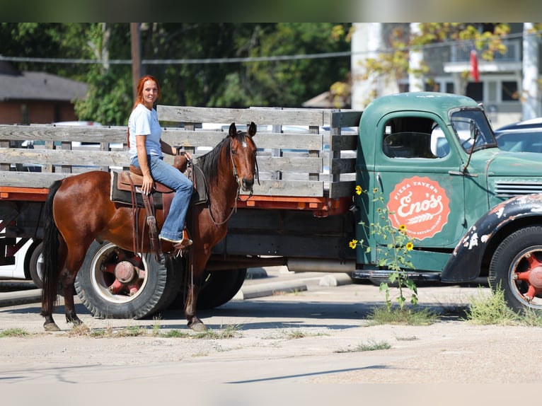 Quarter horse américain Hongre 12 Ans 140 cm Bai cerise in Forney
