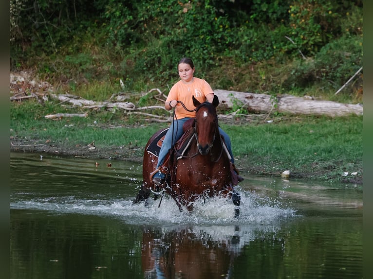 Quarter horse américain Hongre 12 Ans 140 cm Bai cerise in Forney