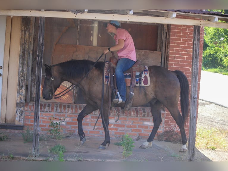Quarter horse américain Hongre 12 Ans 140 cm Bai cerise in Rusk TX