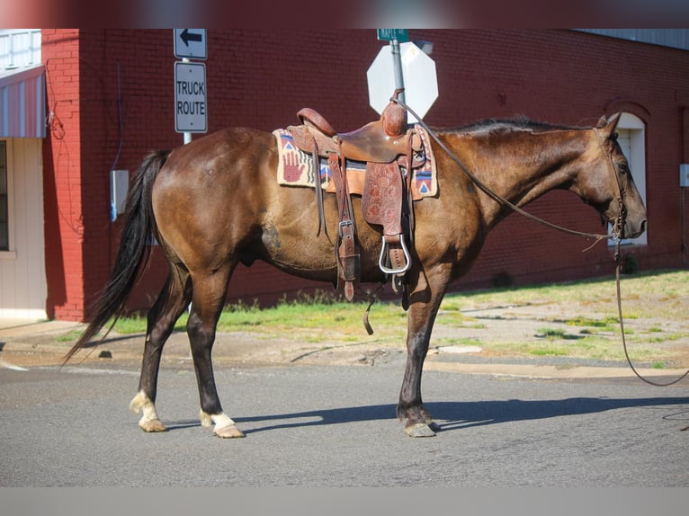 Quarter horse américain Hongre 12 Ans 140 cm Bai cerise in Rusk TX