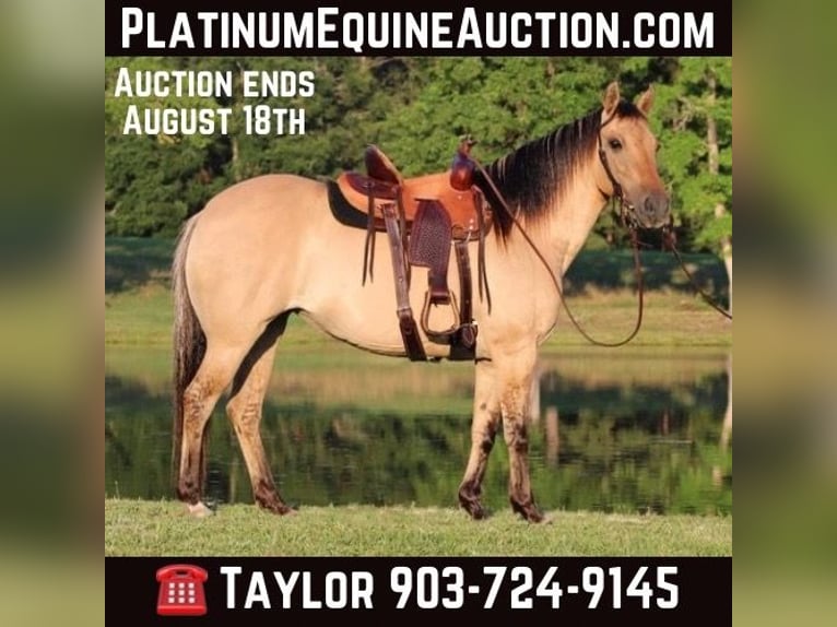 Quarter horse américain Hongre 12 Ans 140 cm Buckskin in Slocum TX