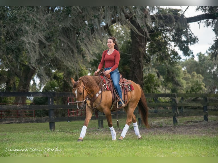 Quarter horse américain Hongre 12 Ans 142 cm Alezan dun in Morriston