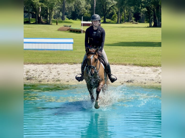 Quarter horse américain Hongre 12 Ans 142 cm Alezan dun in Morriston