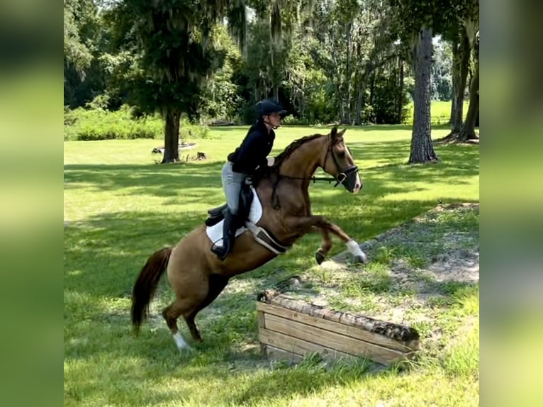 Quarter horse américain Hongre 12 Ans 142 cm Alezan dun in Morriston