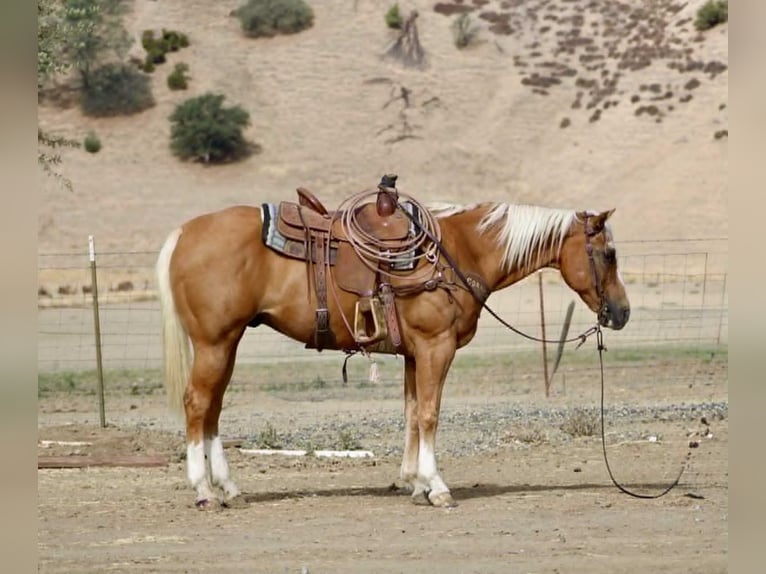 Quarter horse américain Hongre 12 Ans 142 cm Palomino in MN