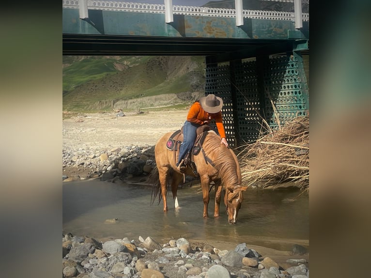 Quarter horse américain Hongre 12 Ans 142 cm Palomino in Paicines CA