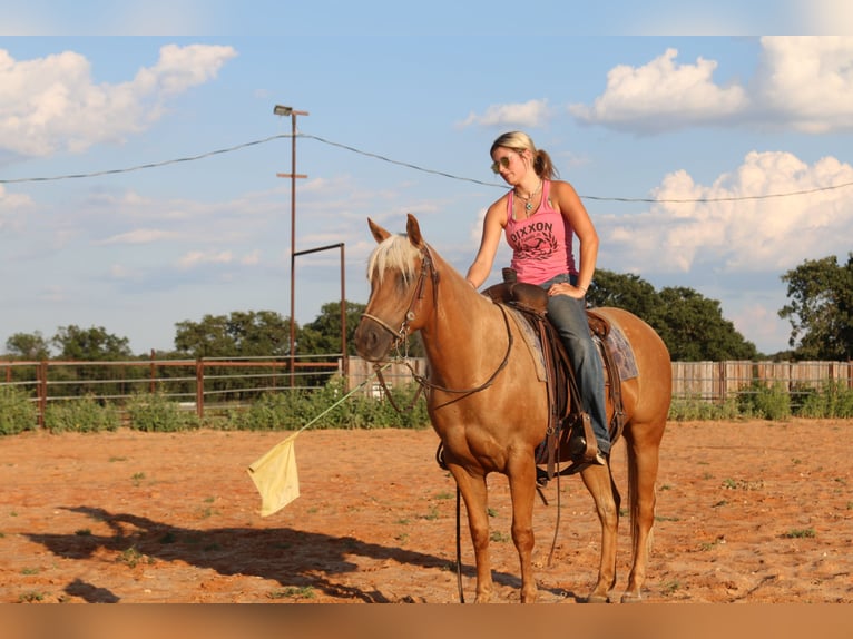 Quarter horse américain Hongre 12 Ans 142 cm Palomino in Stephenville TX