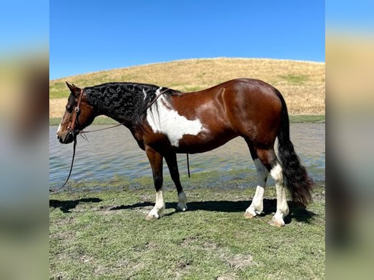 Quarter horse américain Hongre 12 Ans 142 cm Tobiano-toutes couleurs in King City CA