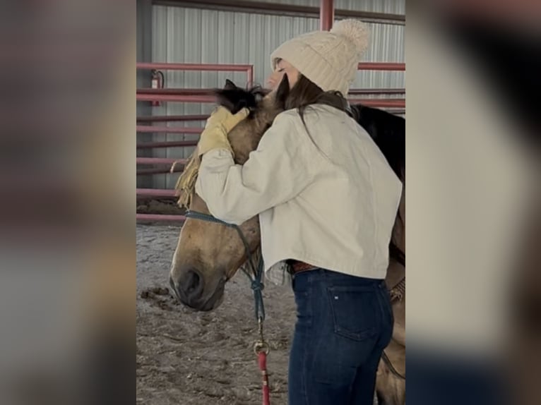 Quarter horse américain Hongre 12 Ans 145 cm Buckskin in Ponder