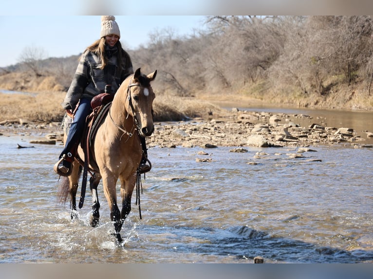 Quarter horse américain Hongre 12 Ans 145 cm Buckskin in Ponder