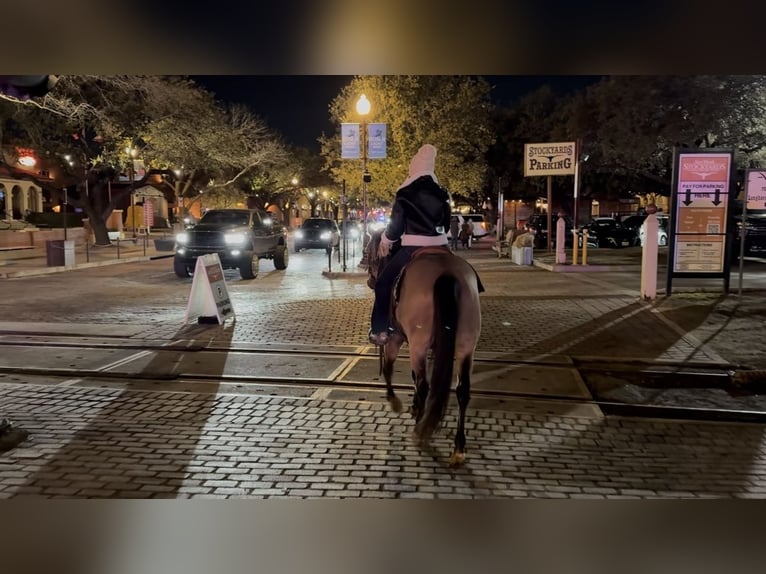 Quarter horse américain Hongre 12 Ans 145 cm Buckskin in Ponder