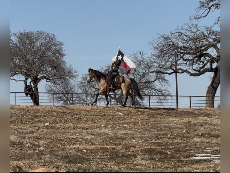 Quarter horse américain Hongre 12 Ans 145 cm Buckskin in Ponder