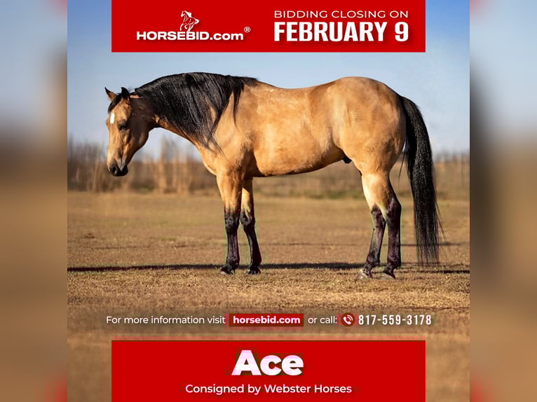 Quarter horse américain Hongre 12 Ans 145 cm Buckskin in Ponder