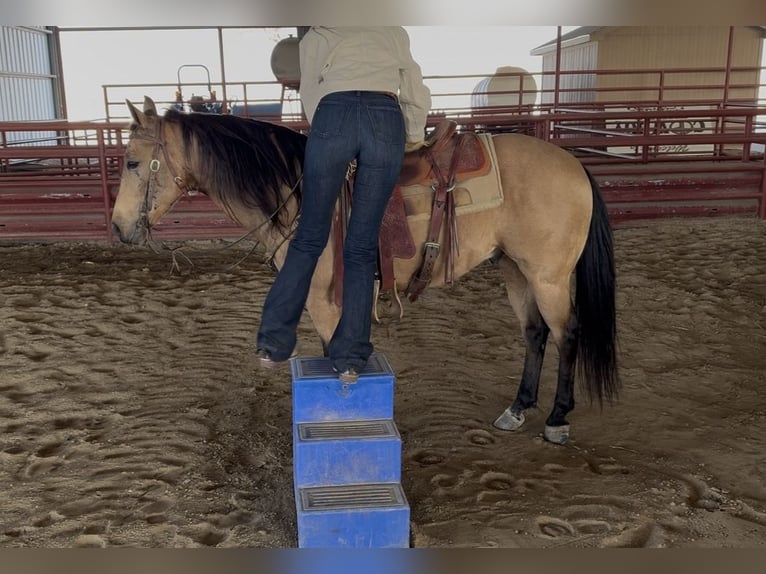 Quarter horse américain Hongre 12 Ans 145 cm Buckskin in Ponder