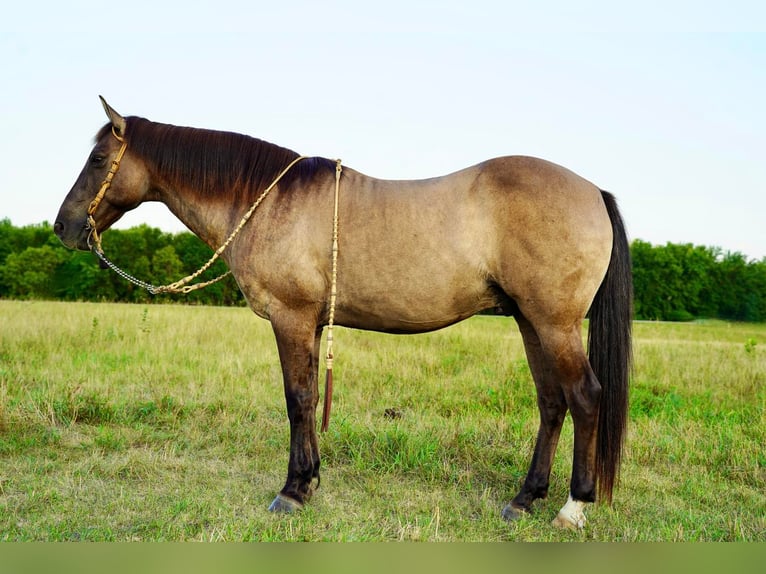 Quarter horse américain Croisé Hongre 12 Ans 145 cm Grullo in Valley Springs, SD
