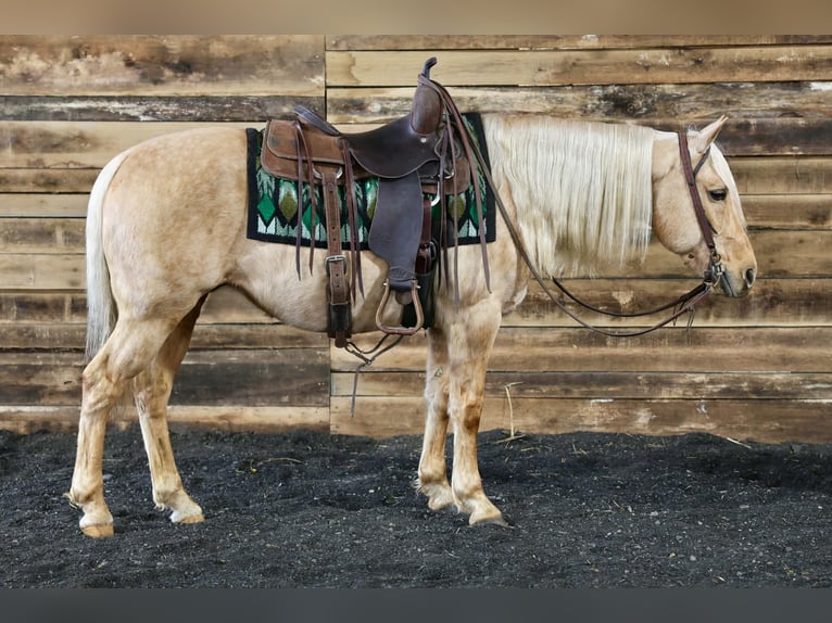 Quarter horse américain Hongre 12 Ans 145 cm Palomino in Beaver Springs