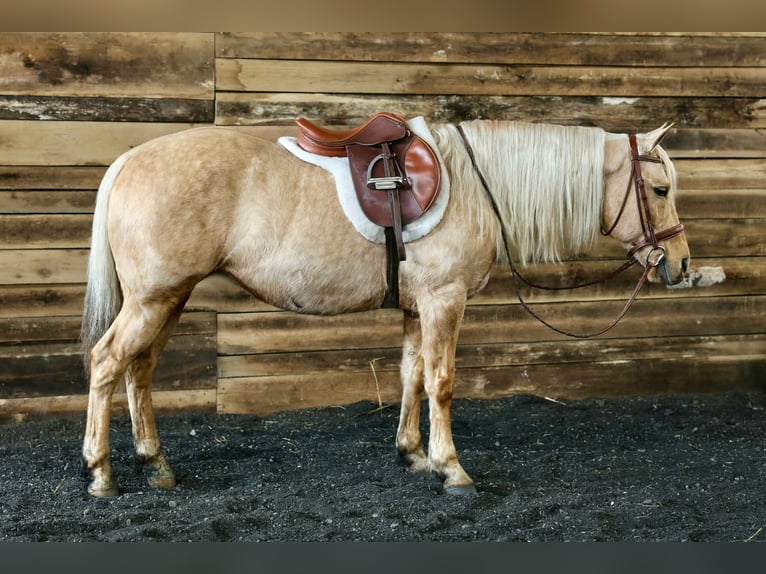 Quarter horse américain Hongre 12 Ans 145 cm Palomino in Beaver Springs