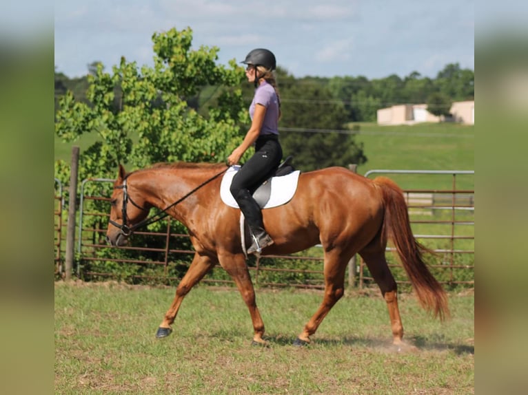 Quarter horse américain Hongre 12 Ans 147 cm Alezan brûlé in Huntsville TX