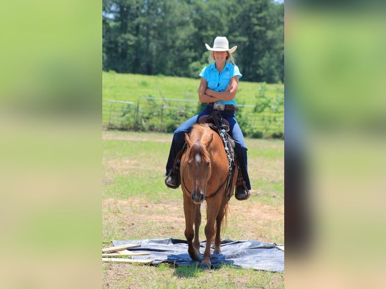 Quarter horse américain Hongre 12 Ans 147 cm Alezan brûlé in Huntsville TX