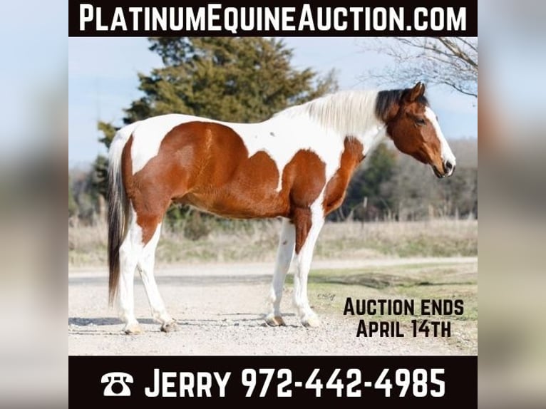 Quarter horse américain Hongre 12 Ans 147 cm Alezan brûlé in SAVOY, TX