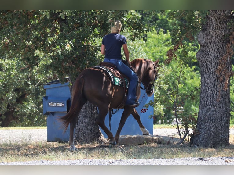 Quarter horse américain Hongre 12 Ans 147 cm Alezan brûlé in Jacksboro TX