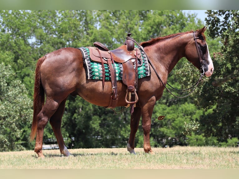 Quarter horse américain Hongre 12 Ans 147 cm Alezan brûlé in Jacksboro TX