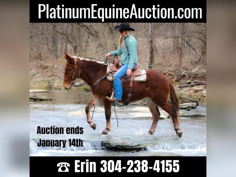 Quarter horse américain Hongre 12 Ans 147 cm Alezan cuivré in Flemmingsburg KY