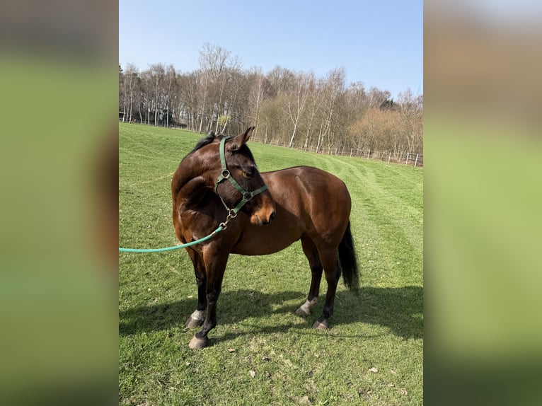 Quarter horse américain Hongre 12 Ans 147 cm Bai brun in Sassenberg