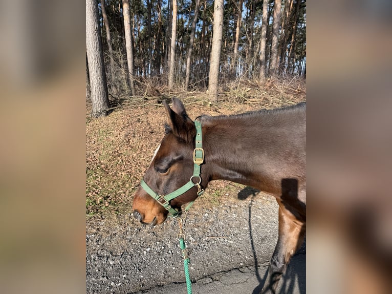 Quarter horse américain Hongre 12 Ans 147 cm Bai brun in Sassenberg